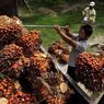 Indonesia Menang Sengketa Sawit di WTO, Uni Eropa Terbukti Diskriminatif