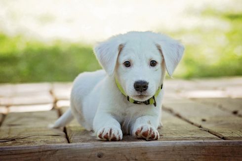 Anak Anjing Mati akibat Telan Heroin saat di Hutan Bersama Pemiliknya