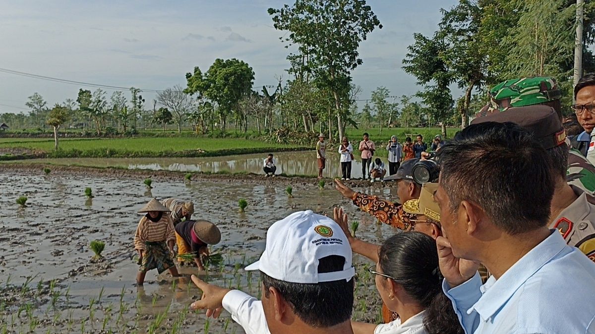 Mentan Jelaskan Alasan RI Impor Beras ke Petani yang Sedang Tanam Padi di Lombok Tengah