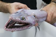 Lizard Fish, Mimpi Buruk yang Jadi Kenyataan di Laut Dalam