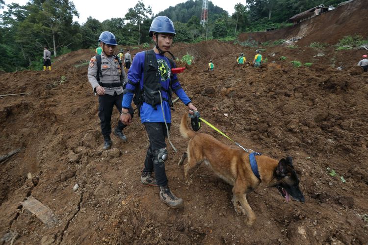 Pencarian korban tertimbun longsor akibat gempa menggunakan anjing pelacak di Kampung Pos, Desa Cijedil, Kecamatan Cugenang, Kabupaten Cianjur, Jawa Barat, Selasa (22/11/2022). Sedikitnya 162 orang meninggal dunia, 326 warga luka-luka, dan 13.784 orang mengungsi akibat gempa bermagnitudo 5,6 di Cianjur.