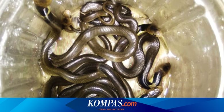 Mengenal 3 Predator Alami Anakan Ular Kobra Jawa Halaman All Kompas Com