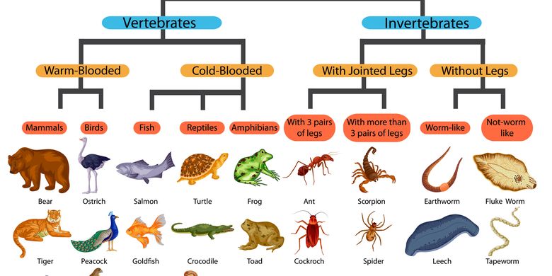 11+ Vertebrata Sebutkan Contoh Hewan Avertebrata