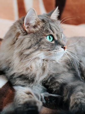 karakteristik dan cara perawatan kucing Siberia.