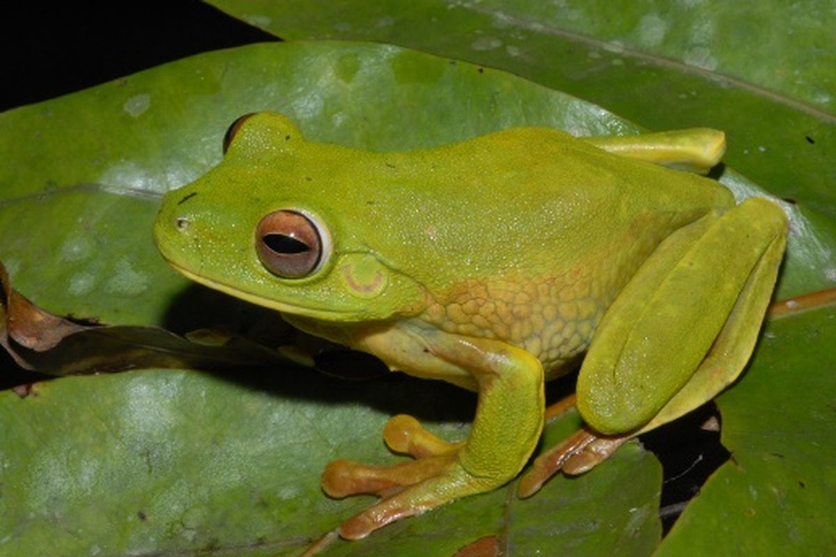 Spesies katak baru di area PT Freeport Indonesia, di Mimika, Papua. Spesies yang ditemukan adalah Litoria lubisi, sejenis katak pohon hijau besar yang merupakan anggota keluarga Litoria infratrenata. 