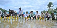 Pemulihan Sawah Pascabencana Dipercepat, Lebih dari 2.000 Hektar Pulih dalam Dua Pekan