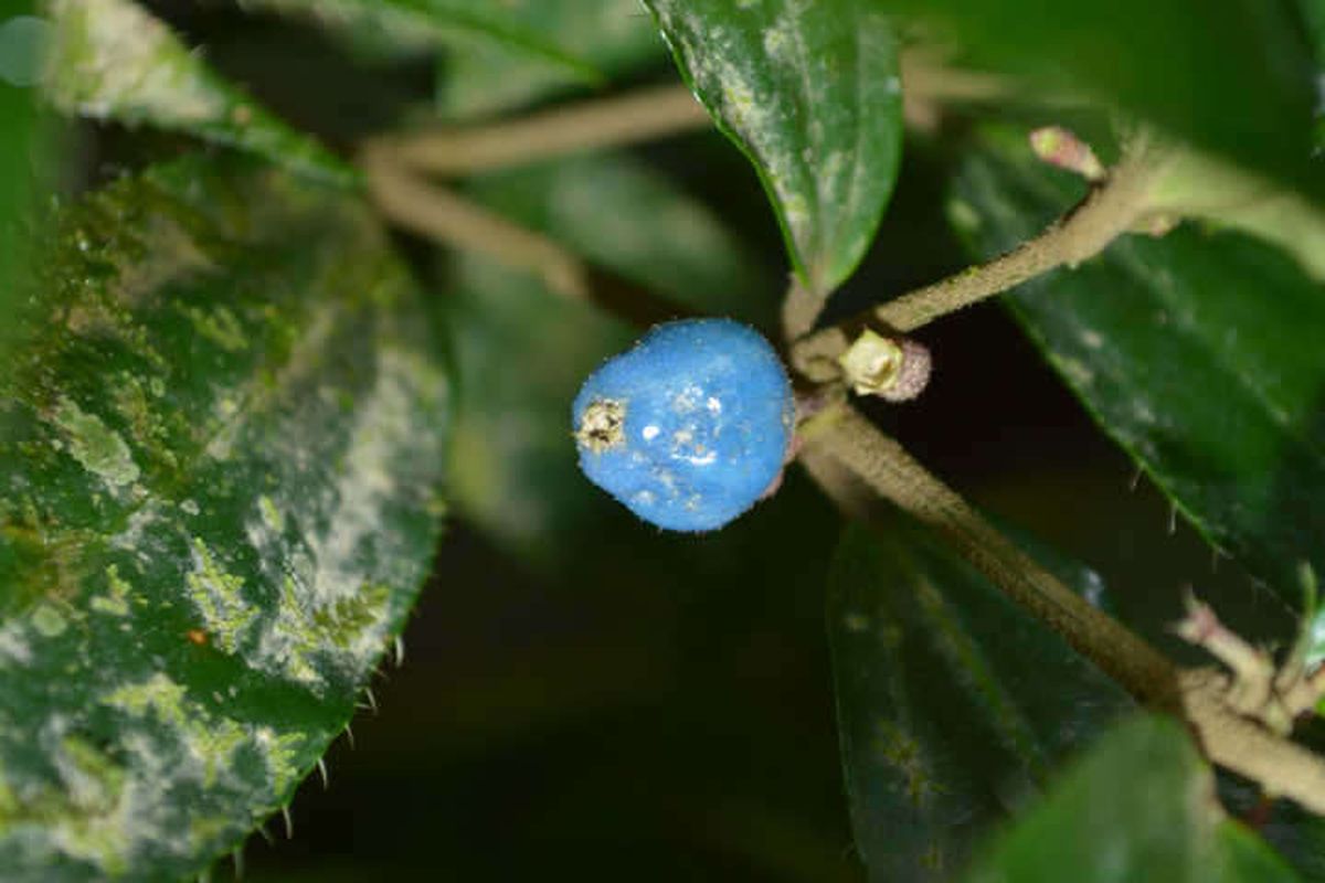 Miconia rheophytica, spesies tanaman baru yang hidup di lembah curam Andes dan dikhawatirkan punah.