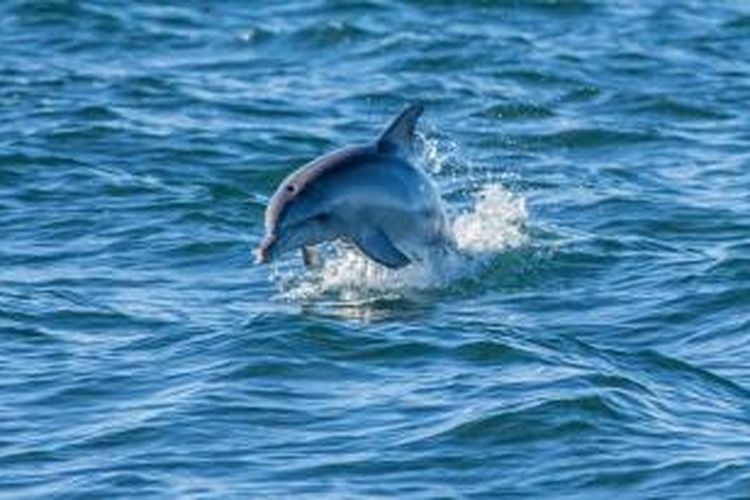 Spesies lumba-lumba hidung botol kerap timbul dan tenggelam berganti-gantian di lautnya.