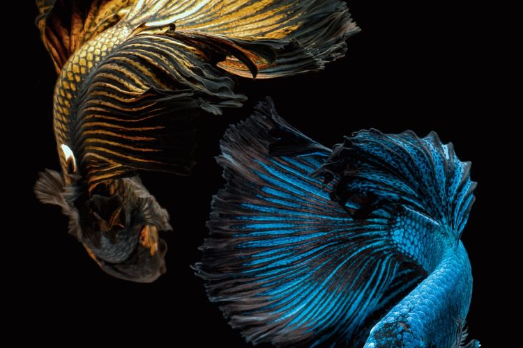 Ilustrasi ikan cupang.