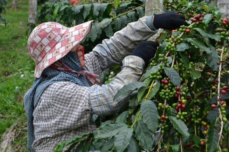 Khe Sanh Vietnam Siap Jadi Destinasi Wisata Kopi Baru di Asia, Apa Daya Tariknya?