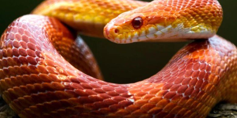 corn snake