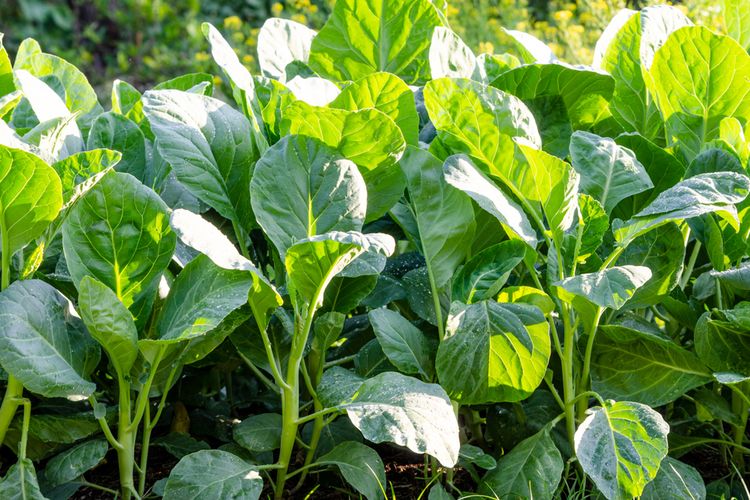 Ilustrasi kailan, menanam kailan. 