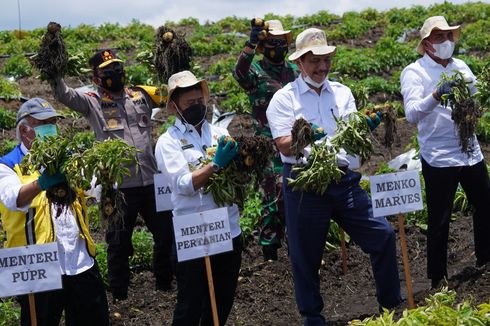 Luhut Puas Hasil Panen Perdana Food Estate Humbahas