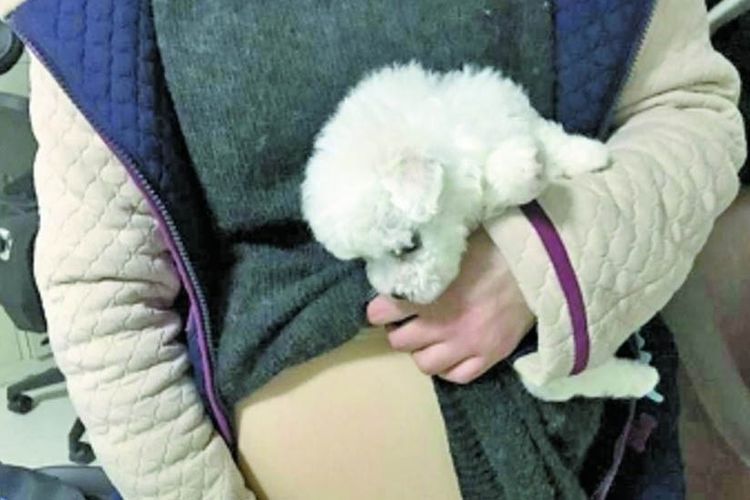 Anak anjing berwarna putih dikeluarkan dari perut perempuan China yang pura-pura hamil.