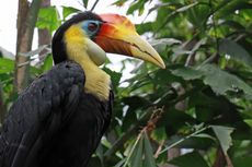 Bertahan dari Kekeringan, Burung Pengicau Tropis Pilih Stop Bertelur