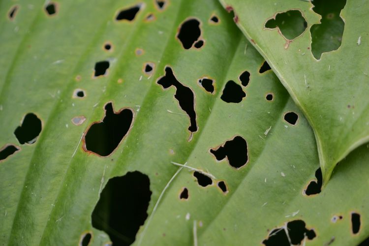 Waspada Daun Tanaman Berlubang dan Hitam, Ini Cara Mengatasinya