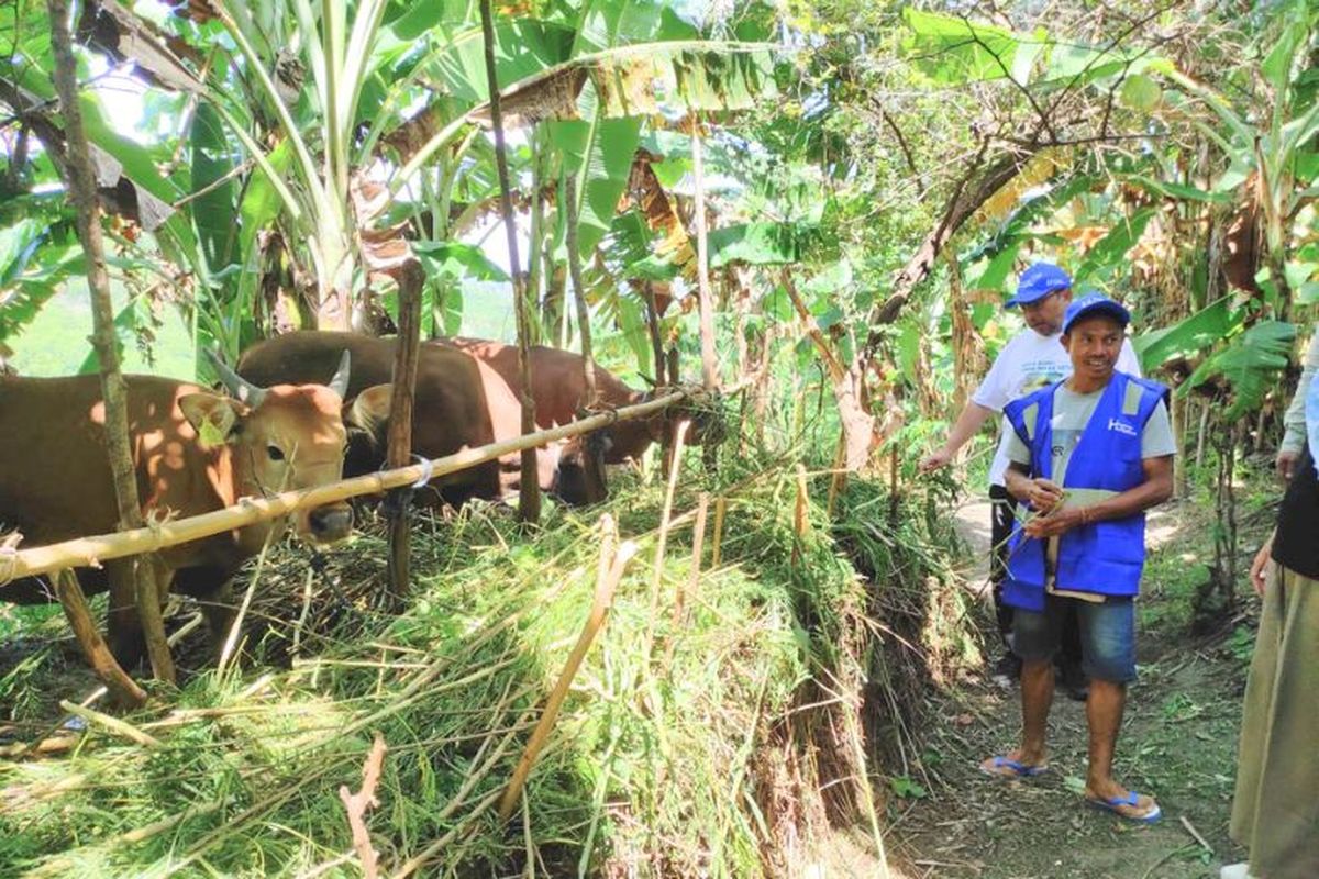 Sapi pada saat diberi pakan. 