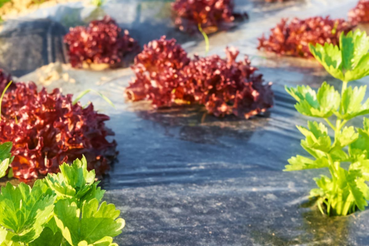 Ilustrasi penggunaan mulsa plastik di kebun sayuran. 