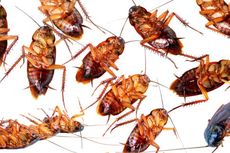 Melihat Gambar Serangga, Tekan Nafsu Makan