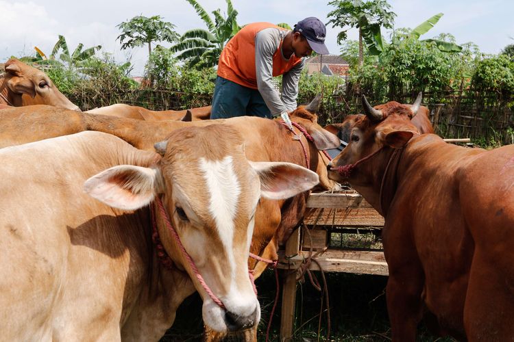 Suasana penjualan hewan kurban di Cilendek, Bogor, Kamis (9/7/2020). Mendekati Idul Adha permintaan hewan kurban meningkat. Harga domba dan sapi dijual dari harga Rp. 2,5 juta hingga Rp. 36 juta.