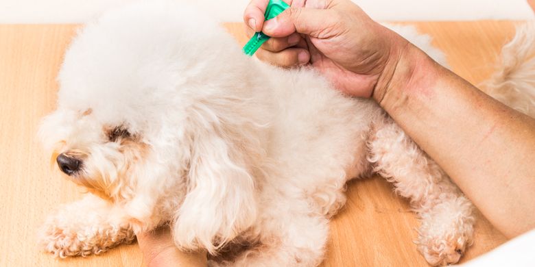 Cara Membersihkan Telinga Anjing Menurut Dokter Hewan - Vimarsana News
