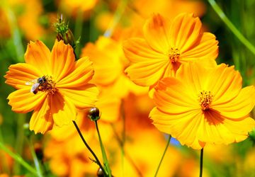 Cara Menanam Bunga Kenikir agar Subur dan Berbunga Lebat