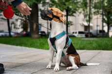 5 Alasan Anjing Peliharaan Perlu Menggunakan Muzzle