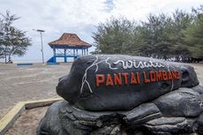 Ada Pohon Cemara Udang di Pantai Lombang