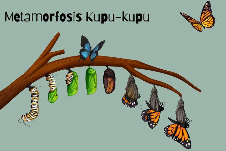 Metamorfosis kupu-kupu diawali dari telur, larva, kepompong, dan imago atau kupu-kupu dewasa.