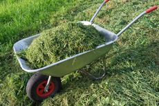 Jangan Dibuang, Ini 8 Manfaat Potongan Rumput untuk Tanaman dan Kebun