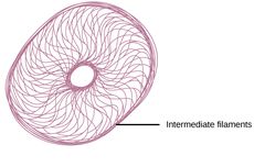 Filamen Intermediet: Pengertian dan Fungsinya