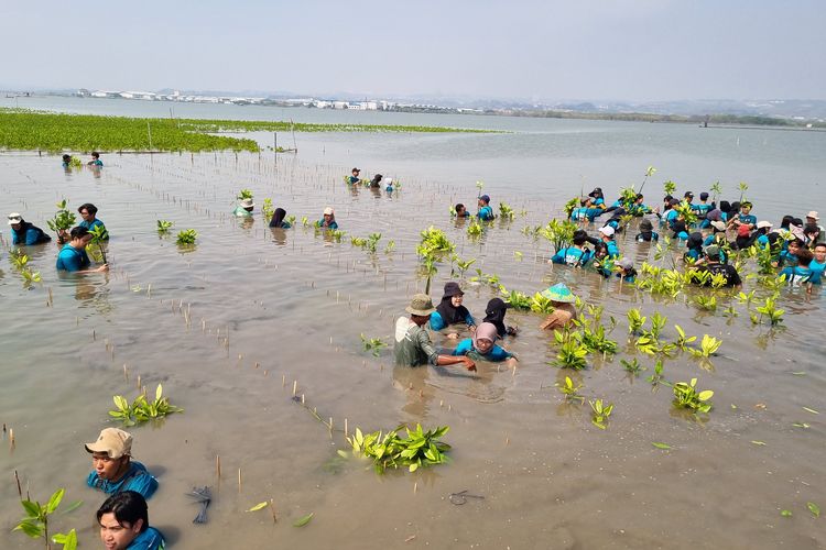 Para peserta menanam bibit mangrove di Kecamatan Tugu, Kota Semarang, Jawa Tengah, Rabu (24/7/2024). Kegiatan tersebut merupakan bagian dari peringatan Hari Mangrove Sedunia yang digelar oleh Bakti Lingkungan Djarum Foundation (BLDF). 