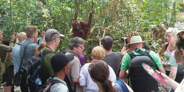 Wisatawan mancanegara memadati Taman Nasional Tanjung Puting, Kalimantan Tengah, pada saat musim libur, Juli 2017.