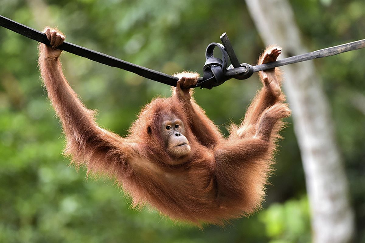 Orangutan Sumatera (Pongo abelii) Reipok Rere bergelantungan di kawasan hutan reintroduksi cagar Alam Jantho, Aceh Besar, Aceh, Selasa (18/6/2019). Dua orangutan Sumatera, Reipok Rere dan Elaine, menghabiskan hampir dua tahun untuk belajar mengurus diri di pusat rehabilitasi dan forest school (sekolah hutan) hingga akhirnya dikembalikan ke alam liar di kawasan hutan cagar alam Jantho.