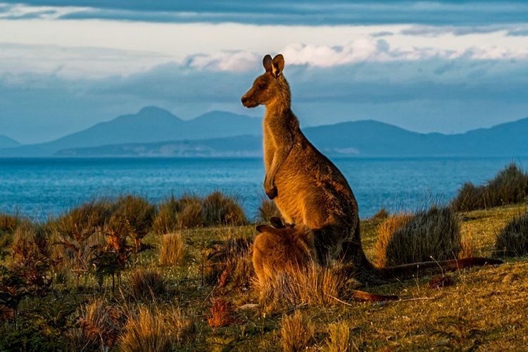 Seekor kanguru di Pulau Maria, Tasmania, Australia