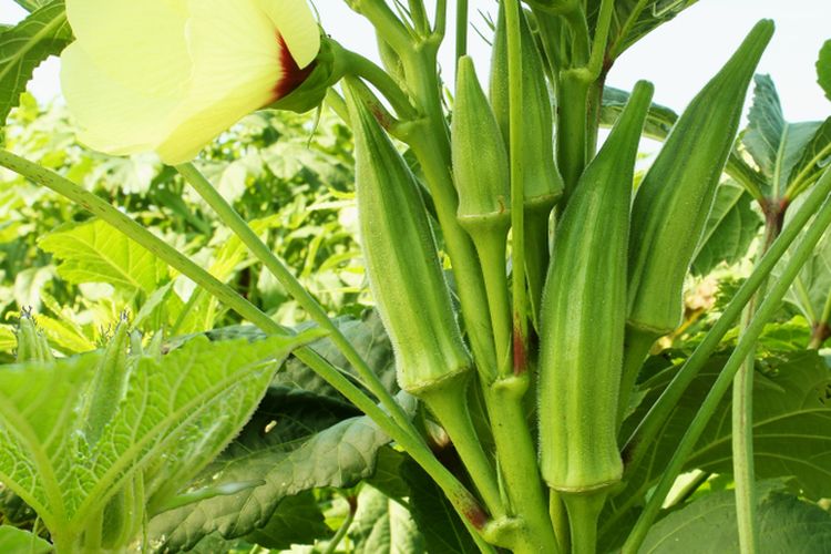 5 Tanaman Pendamping Terbaik untuk Okra, Bisa Tumbuh Subur Bersama