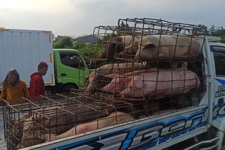 Kecelakaan tunggal menimpa truk bermuatan babi di Tol Jagorawi arah Bogor pada Jumat (8/12/2023) pagi.