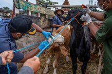 4 Sapi dan Kambing di Kota Semarang Terdeteksi Gejala PMK