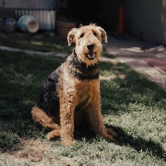 Ilustrasi Airedale Terrier 