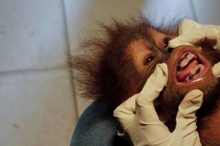 Bayi orangutan (Pongo abelii) yang akan direlokasi menjalani pemeriksaan di Klinik Dokter Hewan Jalan Melur Pekanbaru, Minggu (15/11/2015). Ketiga bayi orangutan yang diselamatkan dari upaya penyelundupan sindikat perdagangan satwa liar tersebut selanjutnya akan berada dalam perawatan Sumatran Orangutan Conservation Programme (SOCP) di pusat karantina orangutan Sibolangit, Sumatera Utara.