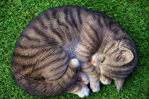Kenapa Kucing Tidur Melingkar? Begini Penjelasannya