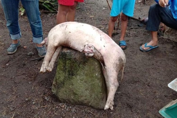 Ternak babi milik warga mati secara misterius di Desa Pohan Tonga, Kecamatan Siborong-borong, Kabupaten Tapanuli Utara mati secara misterius. Darahnya dihisap, sedikit bagian dalam perutnya dimakan, bangkainya dibiarkan begitu saja. Belum diketahui penyebabnya. Bupati Tapanuli Utara membuat sayembara senilai Rp 10 juta bagi yang bisa menangkap pelakunya.