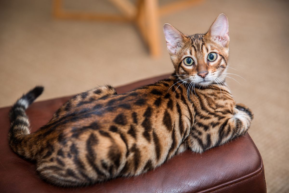 Cara merawat kucing Toyger. 