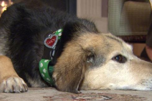 Anjing Cari Bantuan buat Tuannya Setelah Jadi Korban Tabrak Lari