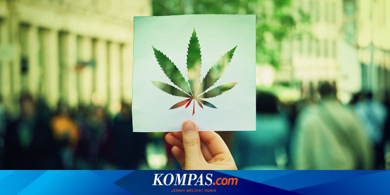 Penemuan Yang Mengubah Dunia Ganja Dari Obat Anestesi Sampai Simbol Budaya Hippie Halaman All Kompas Com