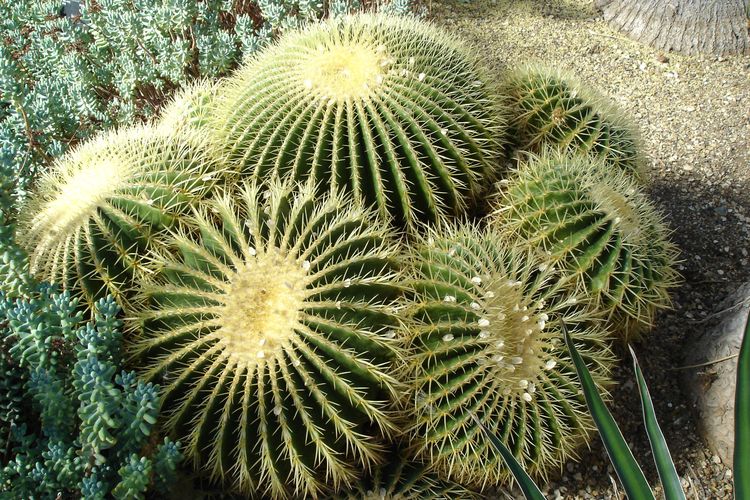 Echinocactus grusonii