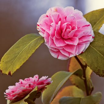 Ilustrasi tanaman bunga Camellia Japonica.