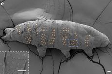Peneliti Bubuhkan Tato Nano di Tubuh Makhluk Mikro Tardigrade