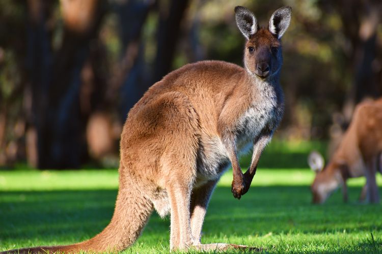 Kangguru, binatang khas Australia. Ada beberapa cara untuk liburan hemat di Australia.
