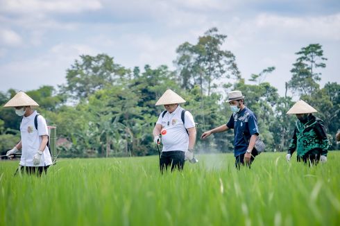 Petani Jember Ciptakan Pestisida Cair Berbahan Alami, Mampu Basmi Hama  